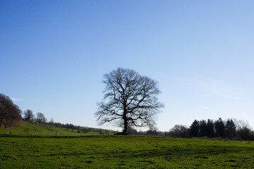Fototapeta na wymiar An oak in the distance