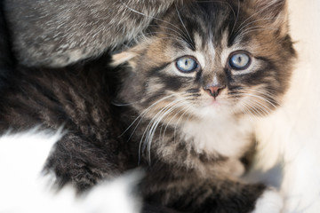 Katzenbabys beim kuscheln