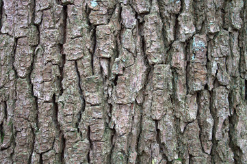 Rough natural texture. The bark of a tree is dark brown.
