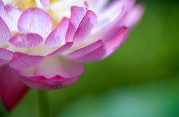 Obraz na płótnie Canvas Bloom Lotus Flower Wallpaper 
