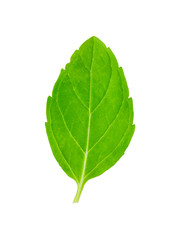 Fototapeta premium Single fresh mint leaf isolated on white