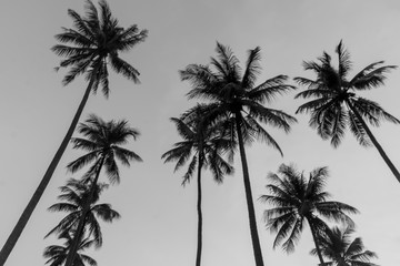 Fototapeta na wymiar The Coconut Tree Black and White
