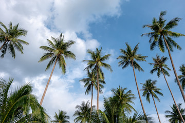 Obraz na płótnie Canvas Coconut trees with the sky