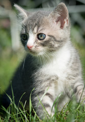 Grau Weiße Katze schaut nach links