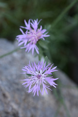 Croatian endemic cornflower