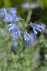 Balkan endemic blue flower