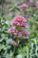 Red valerian