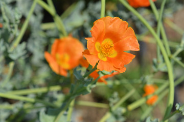 Horned poppy