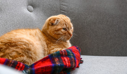 Cute Scottish fold cat lying on sofa