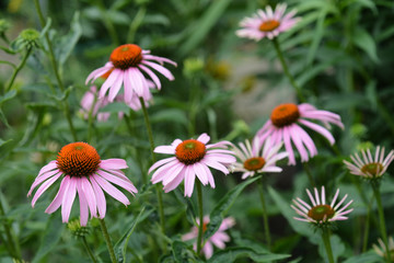 Fototapeta premium Pink coneflower Rubinstern