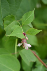 Himalayan honeysuckle