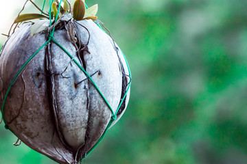 Macro close up shot of a coconut fruit hush being used as hanging plant vase