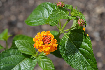 Shrub verbena flower
