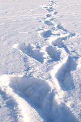 Fototapeta na wymiar Big footprints in clear snow in winter