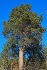 A tall pine with sky background