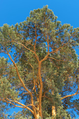 Brown pine with blue sky background