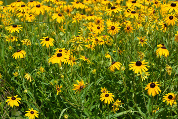 Goldsturm Coneflower