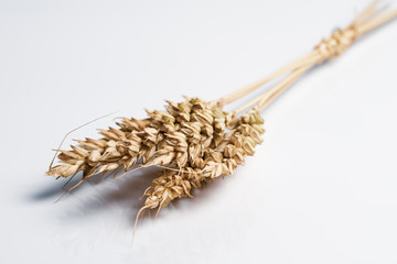 a bunch of rye-related spikelets are on a white surface