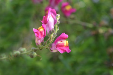 Snapdragon flame
