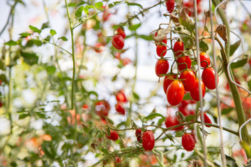 fresh Tomato on tree in hydophonic field agriculture