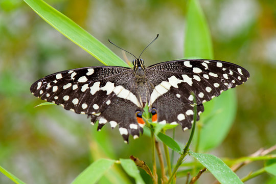 Brush-footed butterfly (Limenitis) on leaf