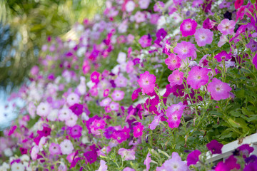 Naklejka premium colorful daisy flower vertical garden for background