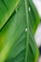 Butterfly's eggs on banana leaf