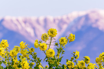 早咲きの菜の花