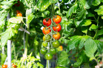 greenhouse for tomato
