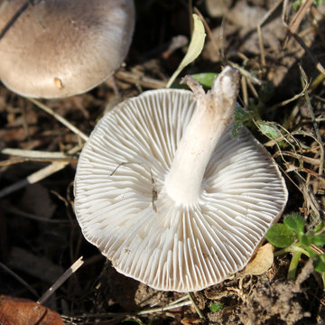 Grey knight fungus or dirty tricholoma (Tricholoma terreum). October, Belarus