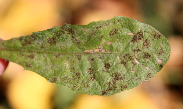 Podosphaera erigerontis-canadensis on green leaf of dandelion (Taraxacum sp.)