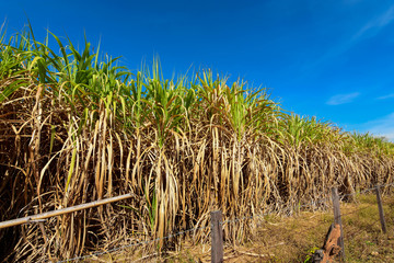 Sugarcane fields withered due to drought.
