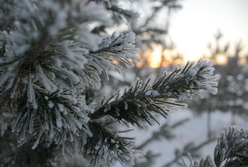 christmas tree needles with frost sunset background