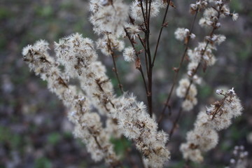 autumn nature