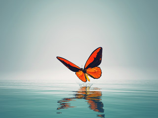 Ein roter Schmetterling auf dem Meer. © Orlando Florin Rosu