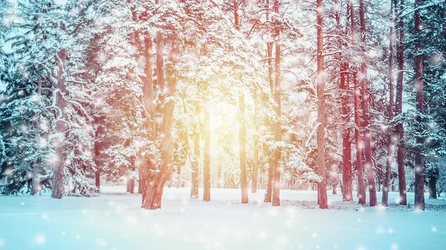 Beautiful snow-covered trees spruce in the forest in winter during a snowfall. Sun, sunny day, sun rays, sunny spot. Fantastic Fairytale Magical Landscape. Christmas Winter New Year Scenery background