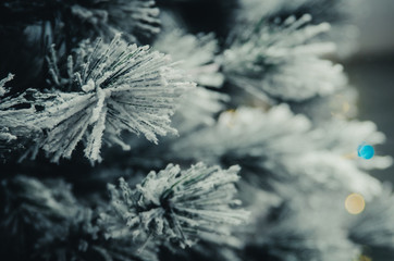 Pine branches closeup covered with snow at blurred background. Concept of winter season. Natural beauty.