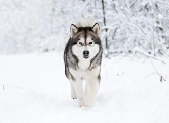 Naklejka premium Alaskan Malamute dog on a winter