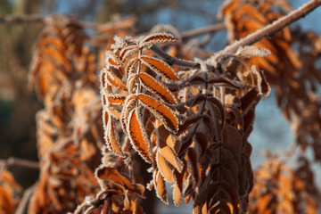 Natural background. Frozen mountain ash leaves on a frosty Sunny day.