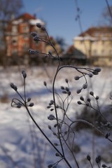gefrohrene Gräser vor Wohngebiet