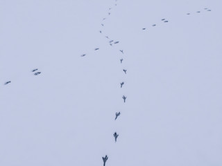 Obraz premium Footprints of a hare and a bird in the snow