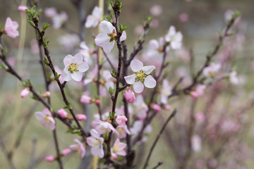 Fototapeta na wymiar Cherry blossoms pink flowers, close-up. Invitation, card concept. Copy space