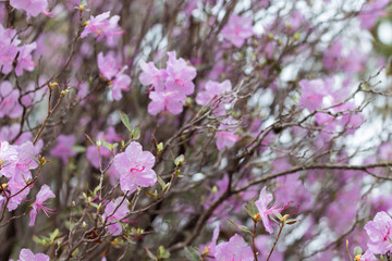 Purple flowers branches of rosemary bush, close-up. Copy space, card concept.
