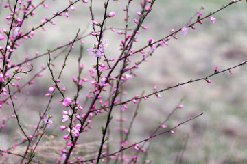 Cherry blossoms pink flowers, close-up. Invitation, card concept. Copy space