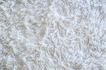 White bear As background image For graphics and advertising.