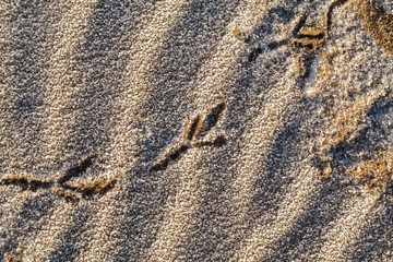Texture background. Bird tracks on frozen sand