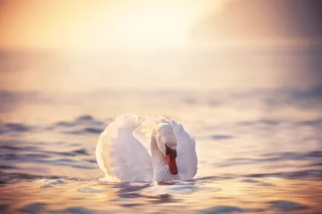 Foto op Plexiglas Zwaan Witte zwanen in de zee, zonsopgang shot