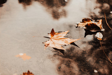 Leaves fallen in the water. Autumnal landscape with brown background