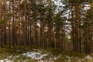 Premières neiges sur la forêt de sapin vosgienne