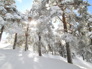 Paisaje invernal. Nieve en el bosque en un dia soleado